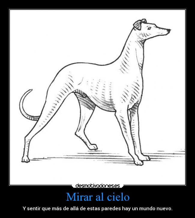 Mirar al cielo - 