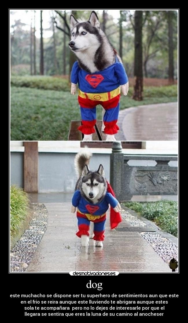 dog - este muchacho se dispone ser tu superhero de sentimientos aun que este
en el frio se reira aunque este lluviendo te abrigara aunque estes
sola te acompañara pero no lo dejes de interesarle por que el
llegara se sentira que eres la luna de su camino al anocheser