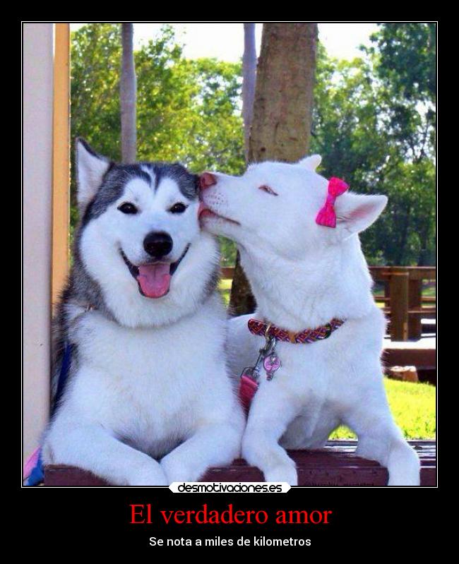El verdadero amor - 