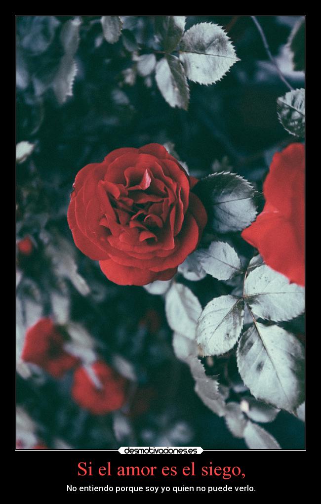 Si el amor es el siego, - No entiendo porque soy yo quien no puede verlo.