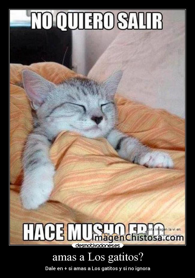 amas a Los gatitos? - 