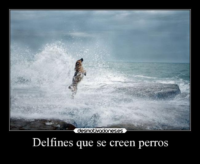 Delfines que se creen perros - 