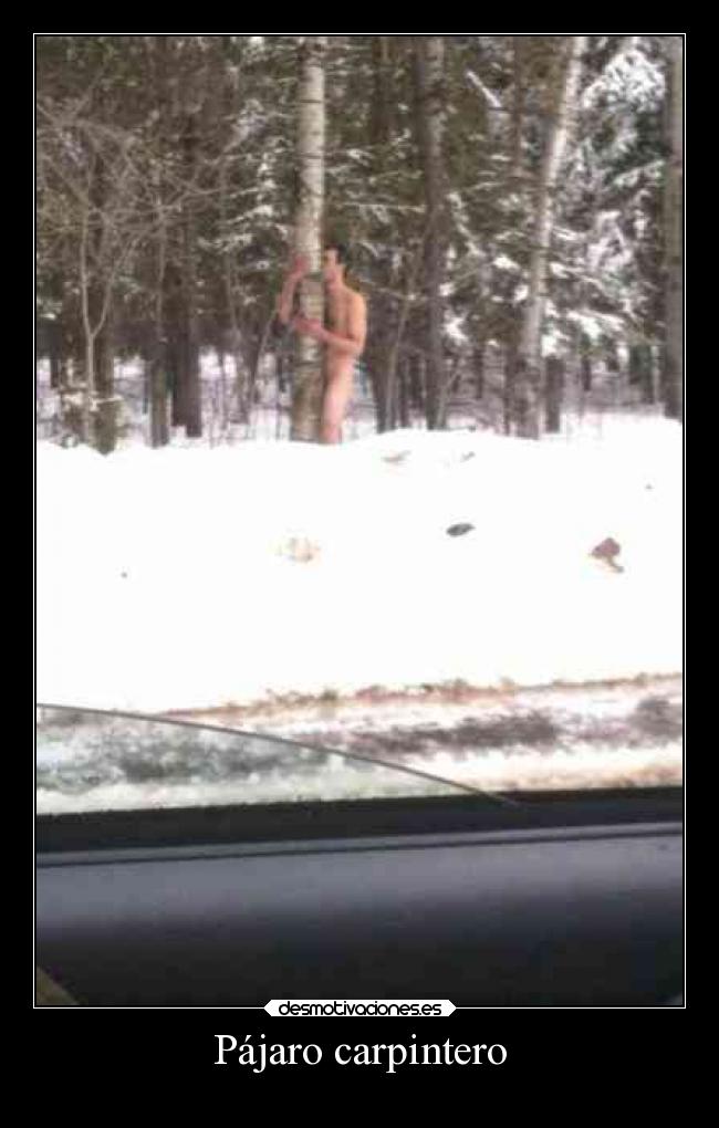 Pájaro carpintero - 