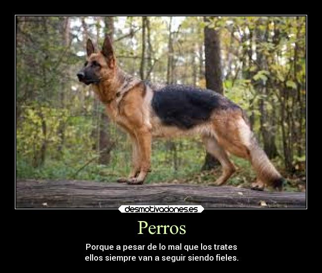 Perros -