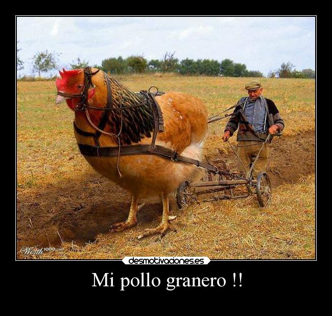 Mi pollo granero !! -