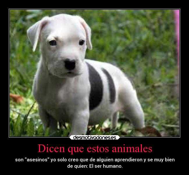 Dicen que estos animales - son asesinos yo solo creo que de alguien aprendieron y se muy bien
de quien: El ser humano.