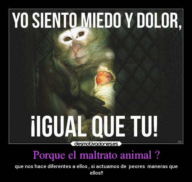Porque el maltrato animal ? - que nos hace diferentes a ellos , si actuamos de peores maneras que
ellos!!