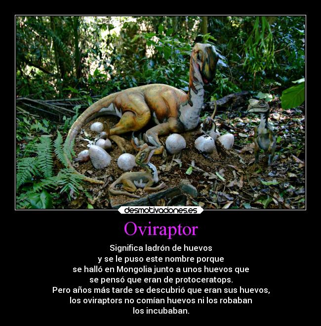 Oviraptor -