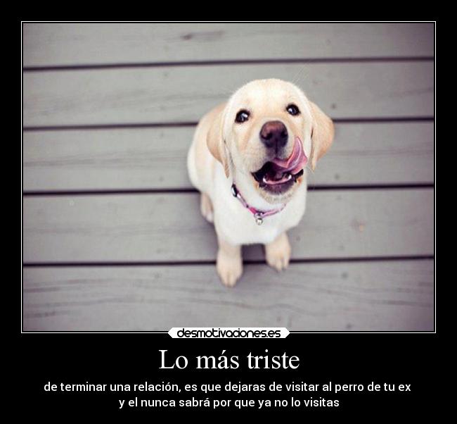 carteles animales rdm exnovias mimusa cuack soyunidiotatm desmotivaciones