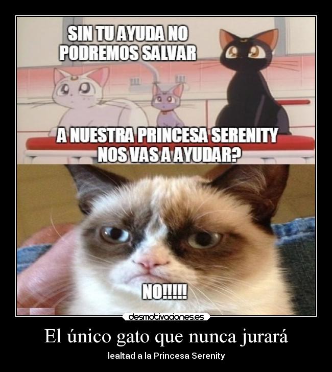 El único gato que nunca jurará - 