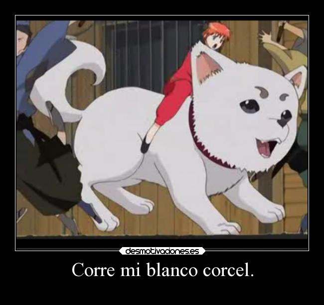 Corre mi blanco corcel. -