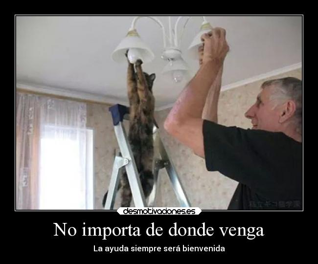 carteles ayuda animales gatito bombilla buena obra amable ternura tierno desmotivaciones