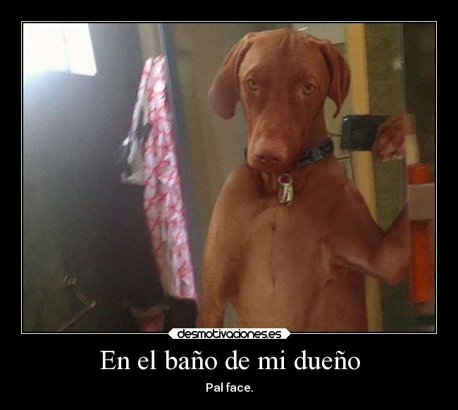 En el baño de mi dueño - Pal face.