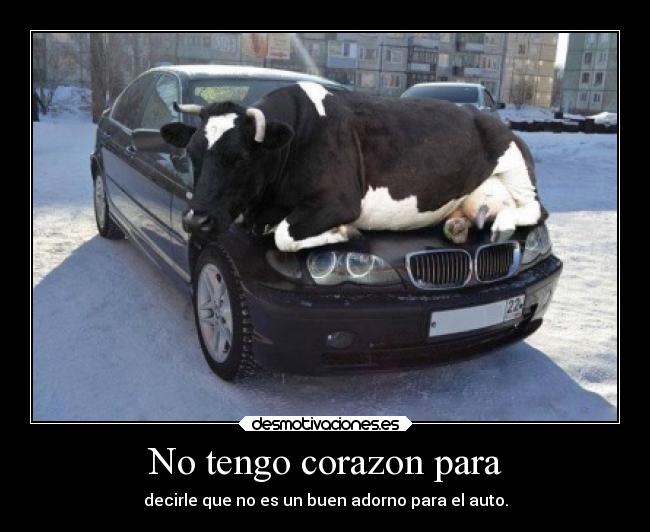 carteles corazon humor desmotivaciones vaca carros desmotivaciones