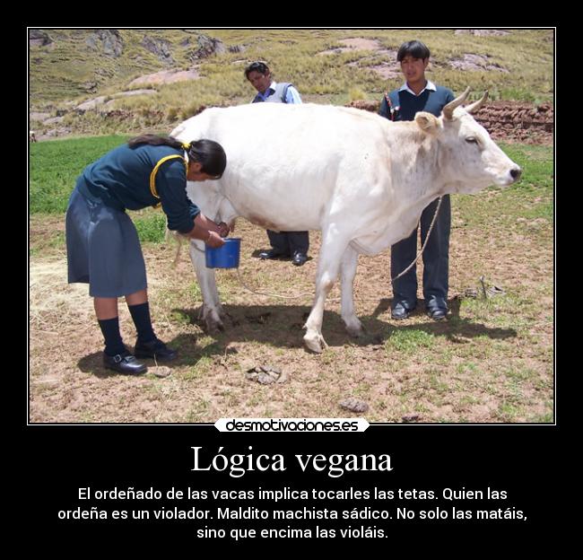 Lógica vegana - El ordeñado de las vacas implica tocarles las tetas. Quien las
ordeña es un violador. Maldito machista sádico. No solo las matáis,
sino que encima las violáis.