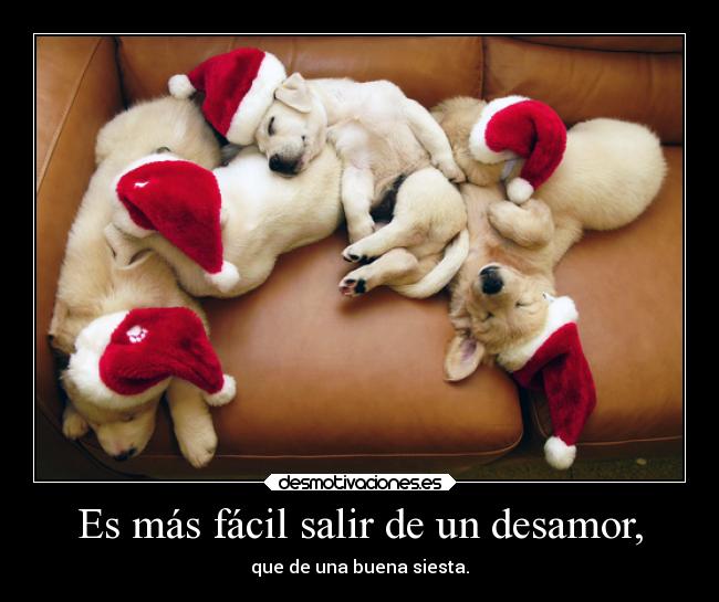 carteles desamor alegria amistad animales desamor vida desmoc3 perros sueno verdad desmotivaciones