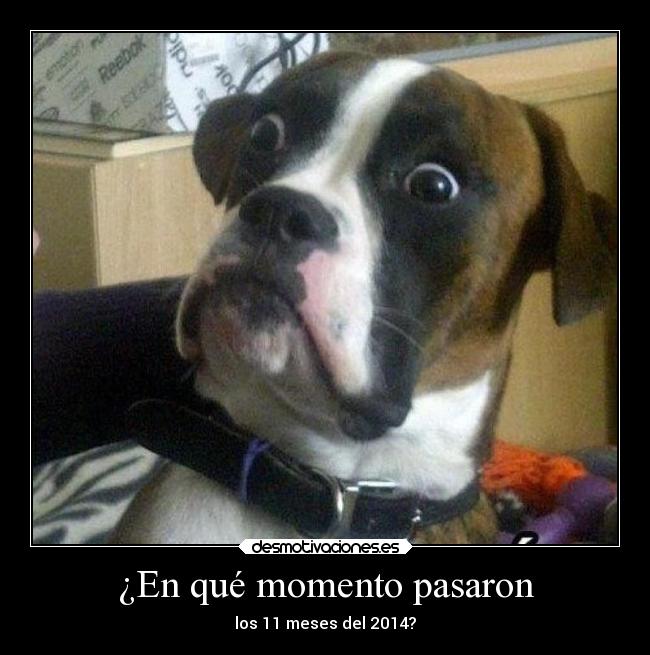 carteles desmotivaciones tonteriasde karaoke dijetonterias perros desmotivaciones