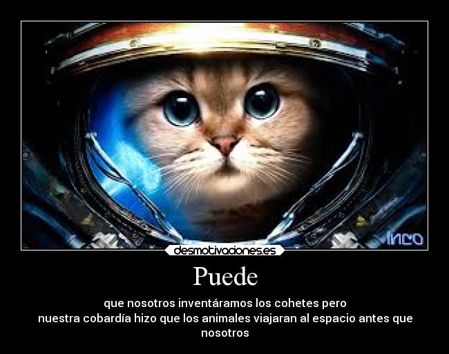 carteles gatos animales vida espacio inteligencia cohetes naves astronautas viajes desmotivaciones