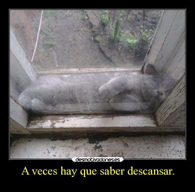 carteles gatos deseos desmotivaciones