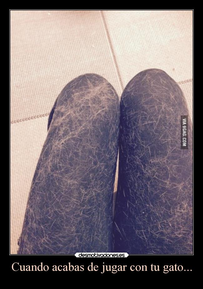 carteles gatos humor graciosas pelos pantalones 9gag ojalaqueshueva rilacs desmotivaciones