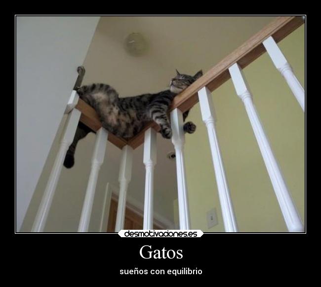 Gatos - sueños con equilibrio