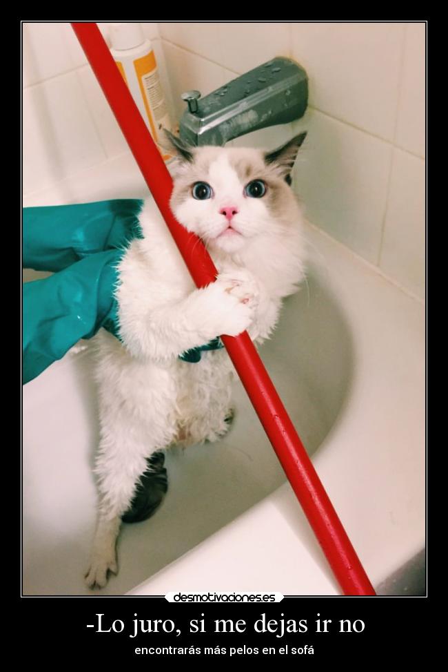 -Lo juro, si me dejas ir no - encontrarás más pelos en el sofá