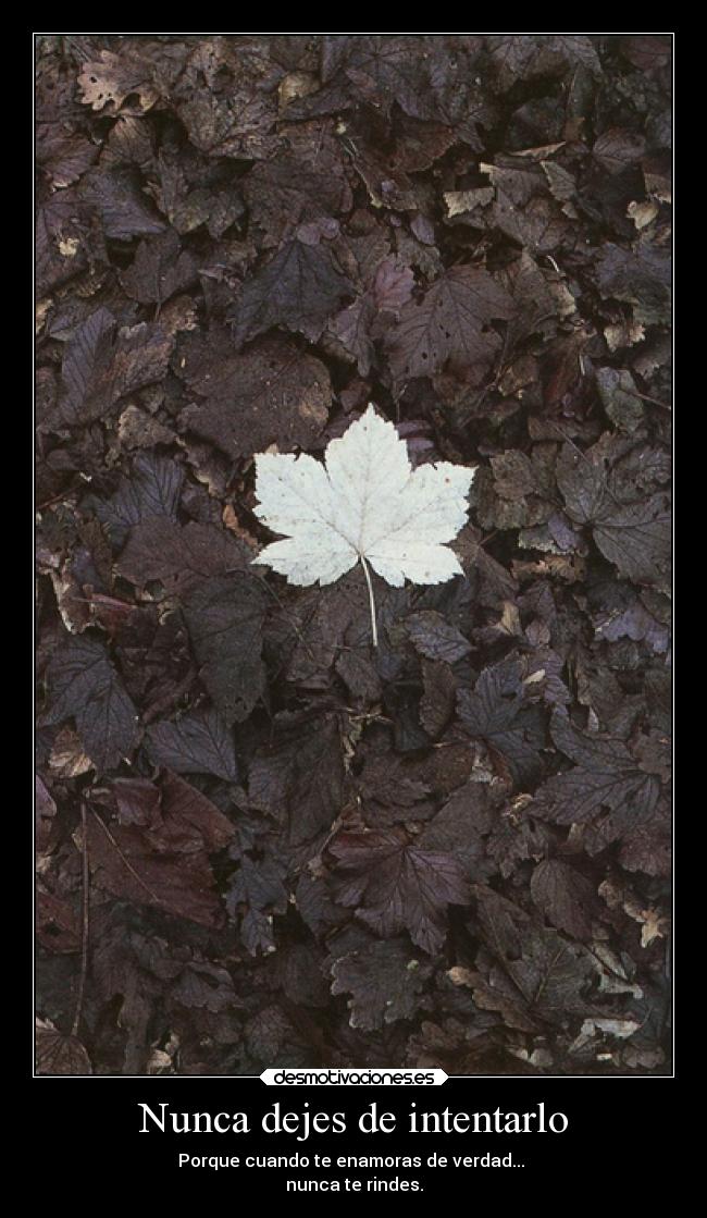 Nunca dejes de intentarlo - 