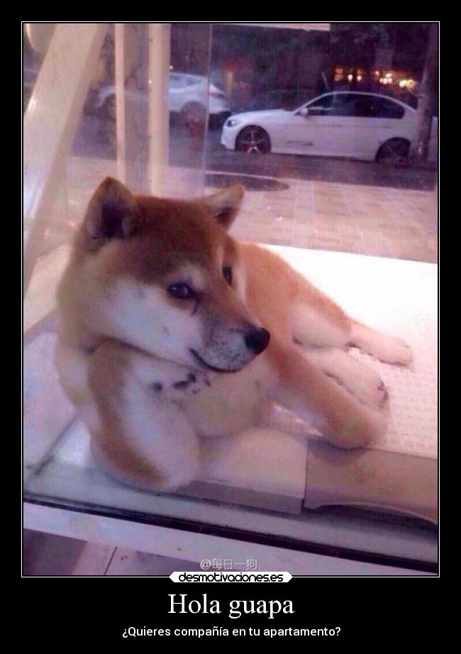 Hola guapa - ¿Quieres compañía en tu apartamento?