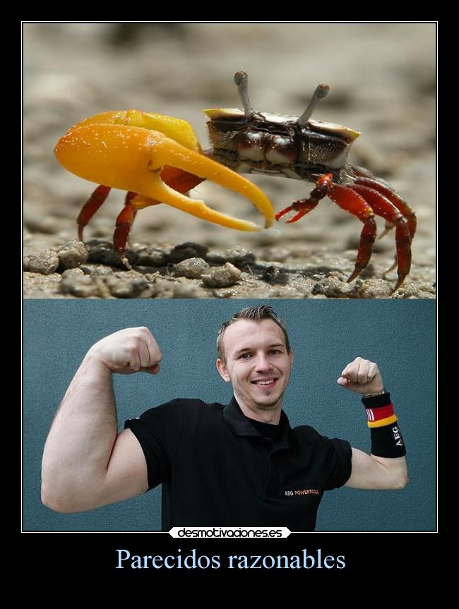 Parecidos razonables -