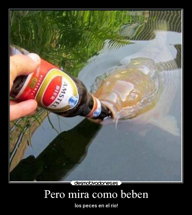 Pero mira como beben - los peces en el río!