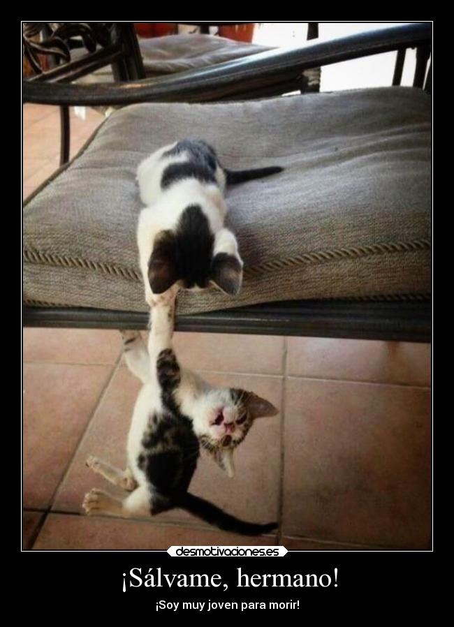¡Sálvame, hermano! -