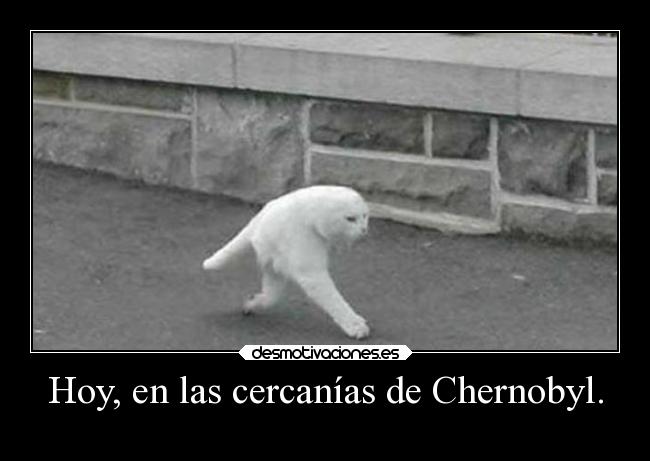 carteles humor graciosas gato momentoexacto chernobyl ojalaqueshueva rilacs desmotivaciones