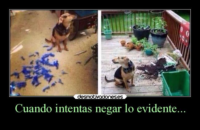 Cuando intentas negar lo evidente... - 