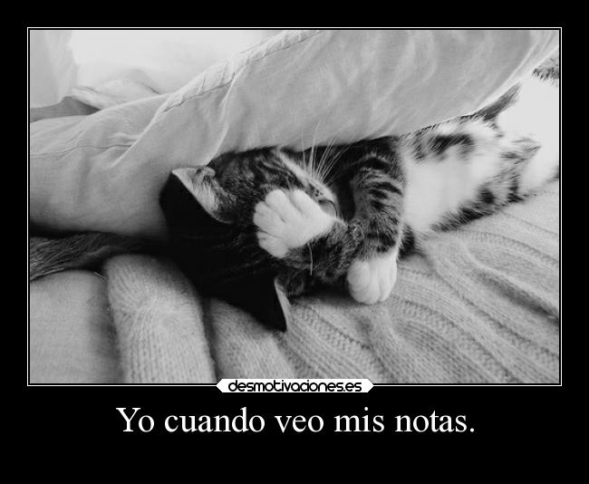 carteles humor graciosas gatos animales sandy78cris masvalereirquellorar desmotivaciones