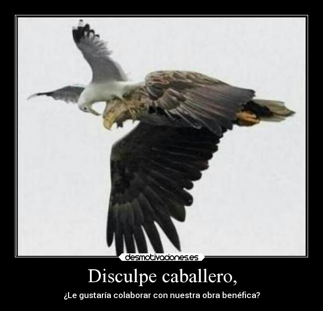 Disculpe caballero, - 