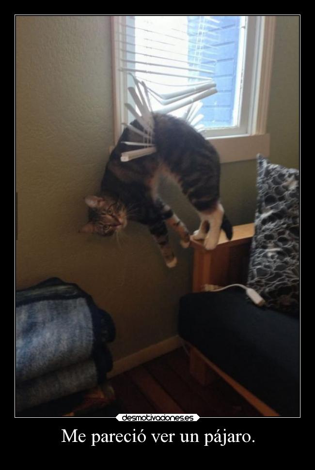 carteles humor meparecioverunlindogatito piolin desmotivaciones