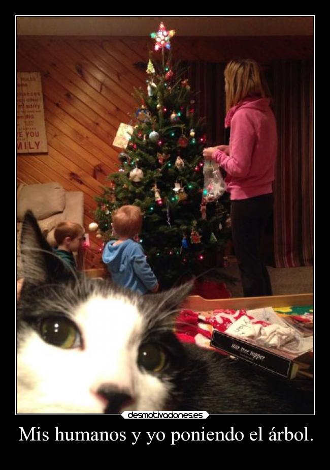 Mis humanos y yo poniendo el árbol. - 