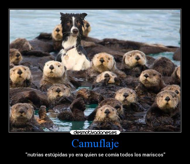 Camuflaje - nutrias estúpidas yo era quien se comía todos los mariscos