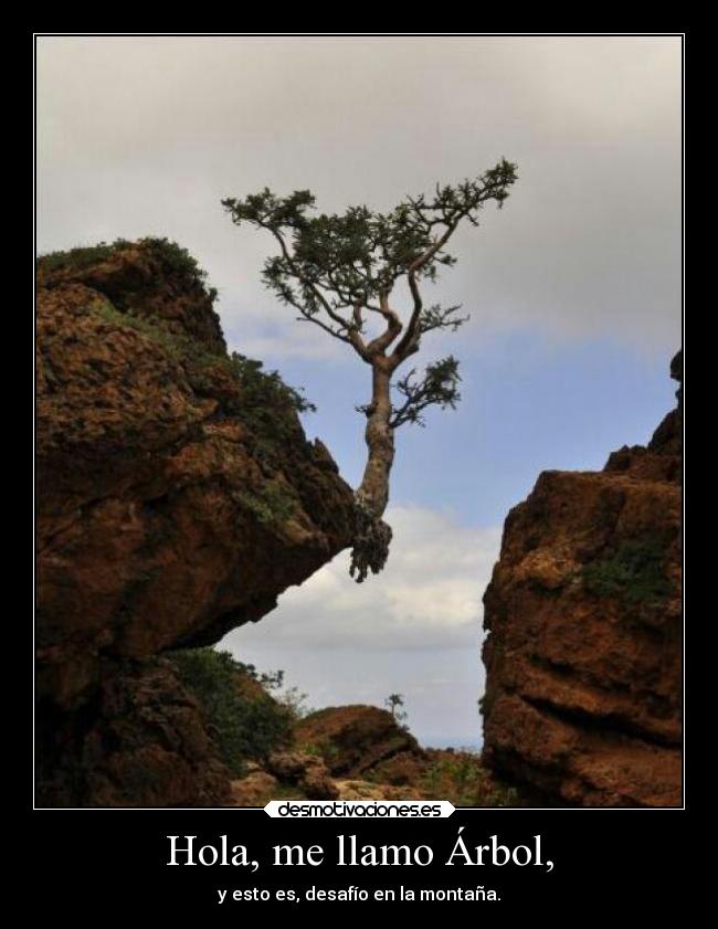 Hola, me llamo Árbol, - y esto es, desafío en la montaña.