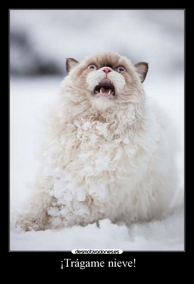 carteles humor slipkdemon clandesplazado gato desmotivaciones