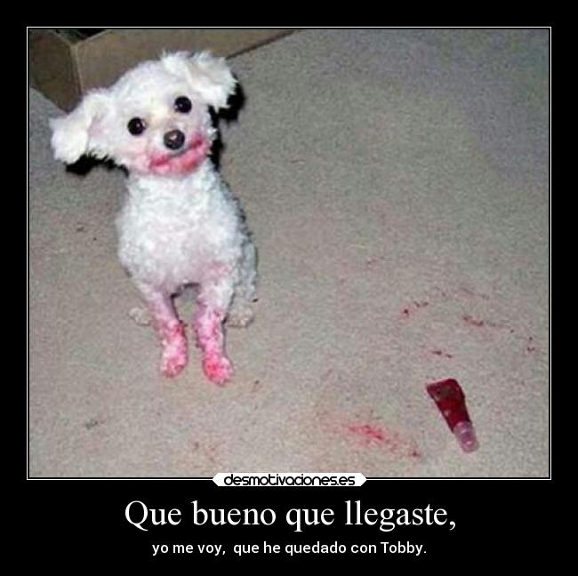 Que bueno que llegaste, - yo me voy,  que he quedado con Tobby.