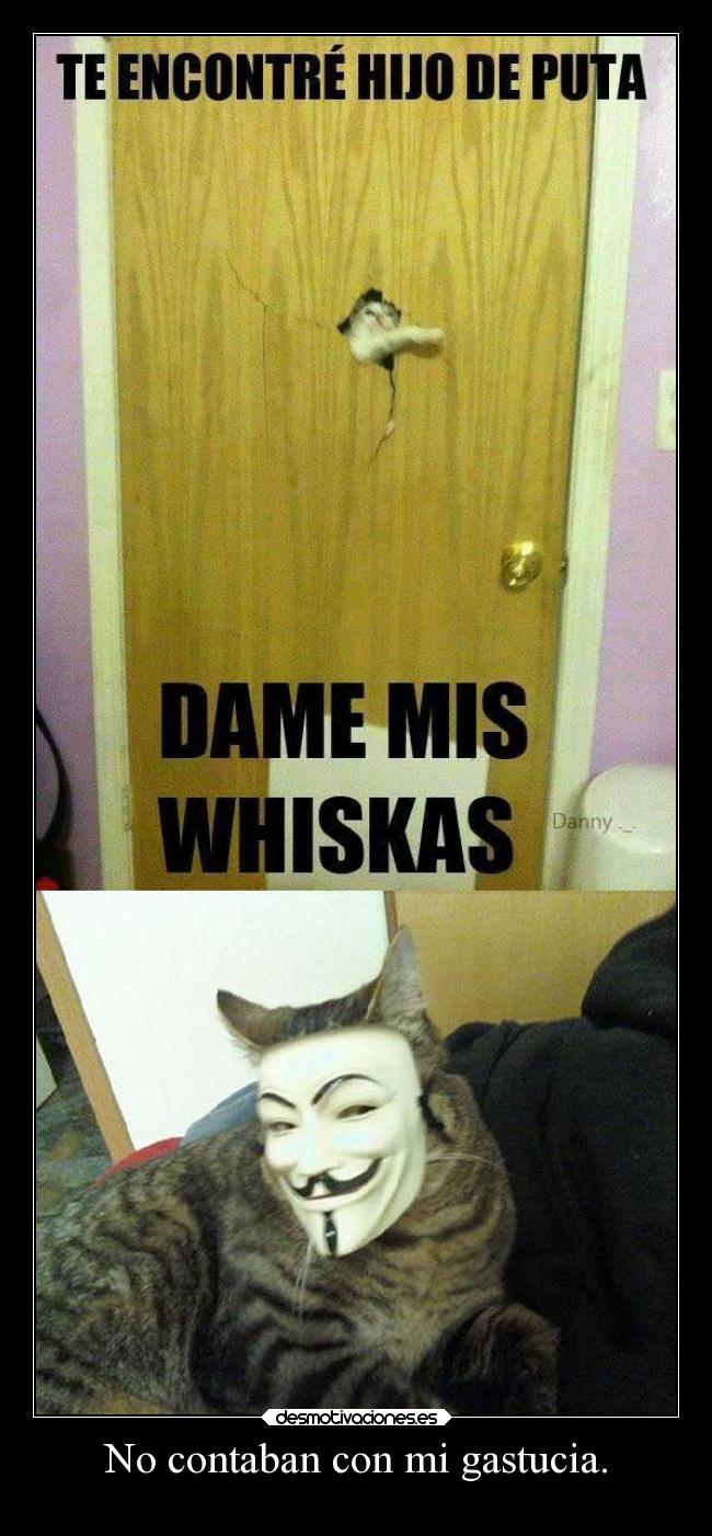 No contaban con mi gastucia. -