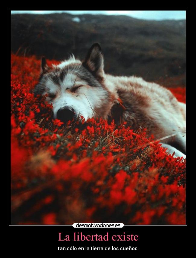 La libertad existe -