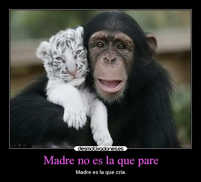 Madre no es la que pare - 