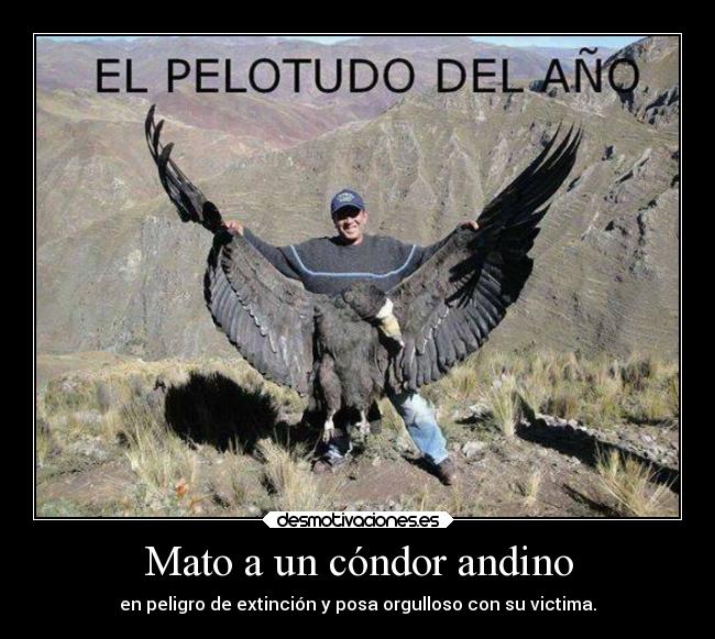 Mato a un cóndor andino - en peligro de extinción y posa orgulloso con su victima.