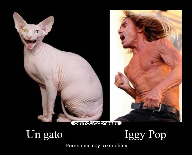 Un gato                     Iggy Pop - Parecidos muy razonables