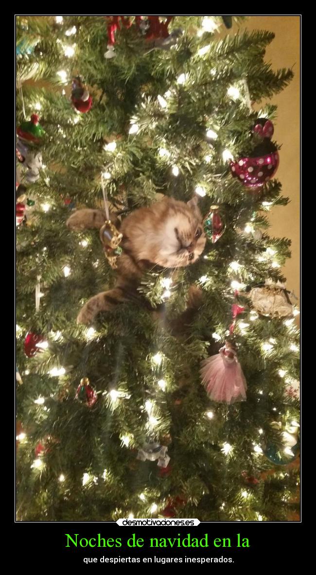 Noches de navidad en la -