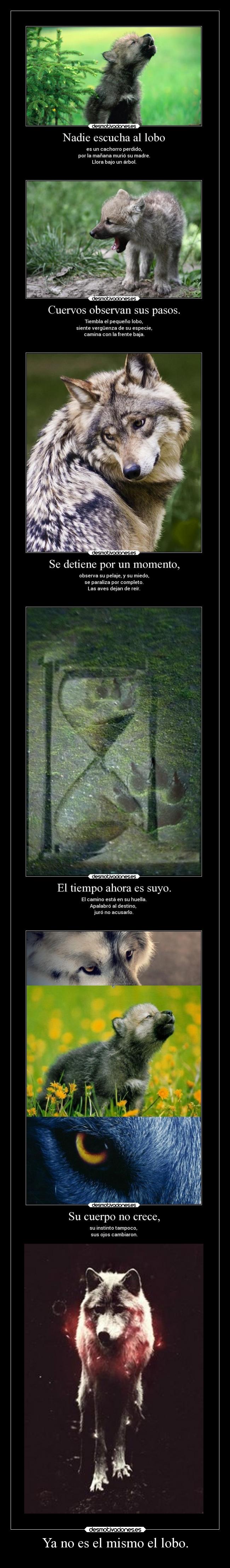 carteles pasado problemas miedo enemigo dolor distancia ausencia amigos alma lobo clanloup loup wolf lobezno desmotivaciones