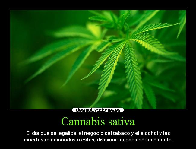 Cannabis sativa - El día que se legalice, el negocio del tabaco y el alcohol y las
muertes relacionadas a estas, disminuirán considerablemente.