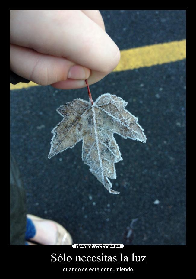 Sólo necesitas la luz -